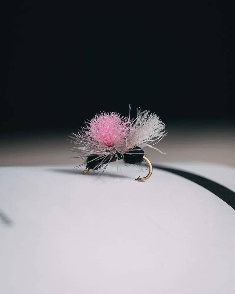 Dave Bloom's Ant