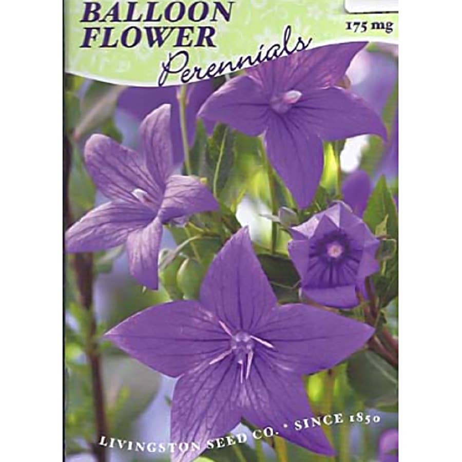 Livingston Seed Balloon Flower Seed