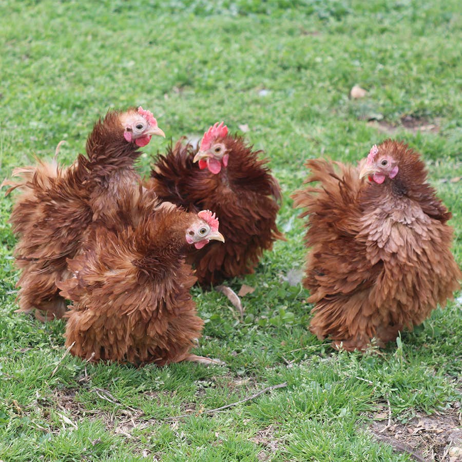 What Size Harness for Bantam Cochin Rooster? Find the Perfect Fit!