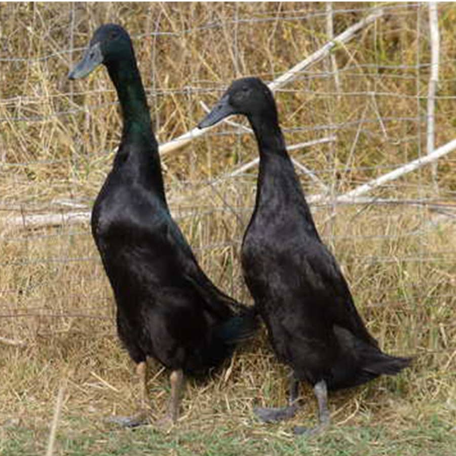 Black Runner Duck