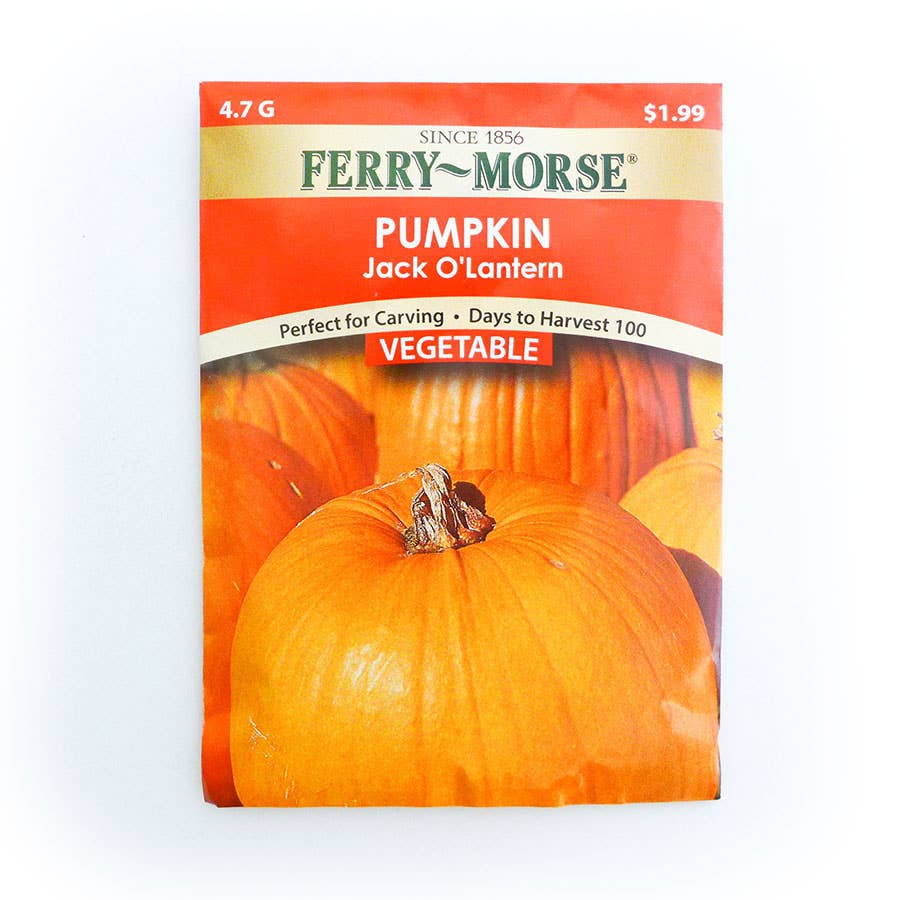 Ferry Morse Pumpkin Jack O'Lantern Seed