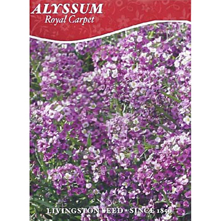 Livingston Seed Royal Carpet Alyssum Seed