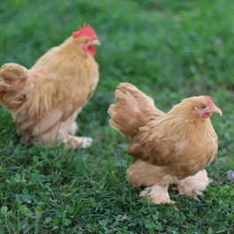 Bantam Buff Cochin