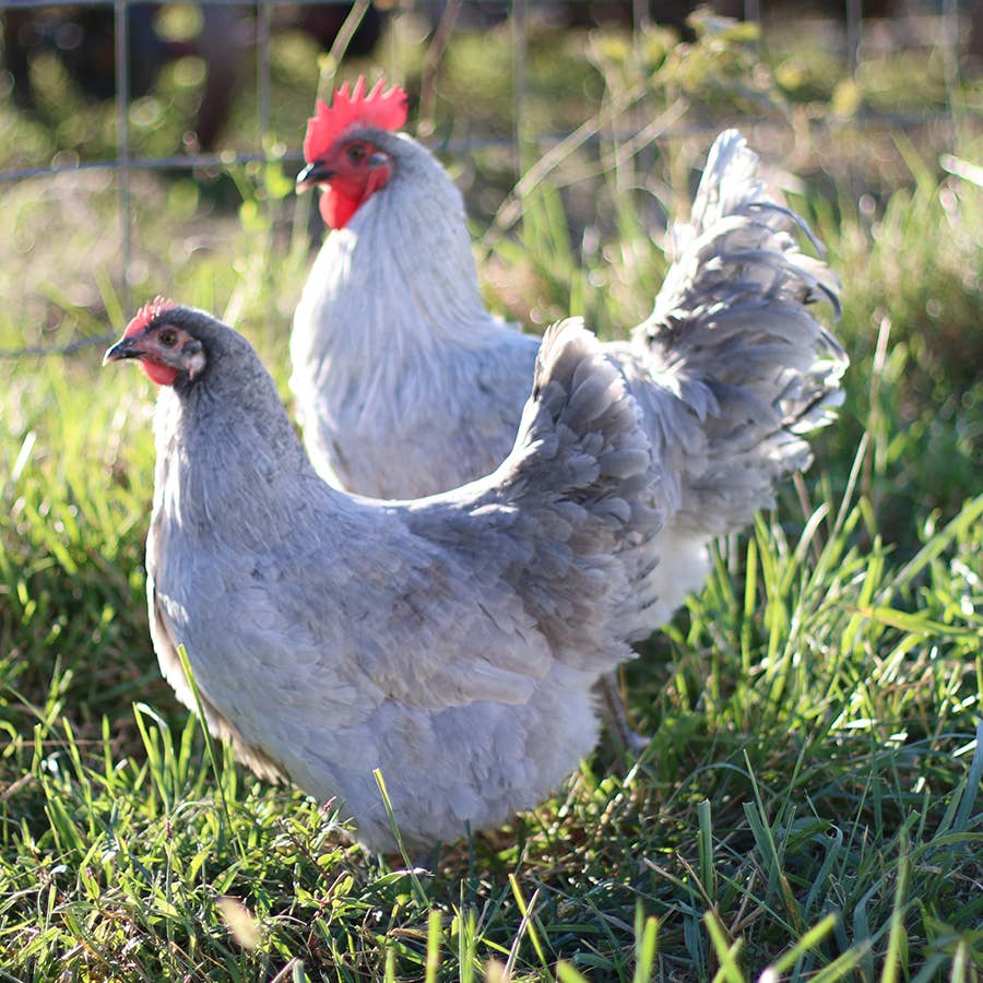 Buff Orpington - Rooster, image size:900x900