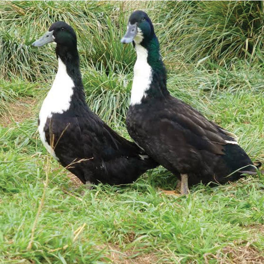 Black Swedish Duck