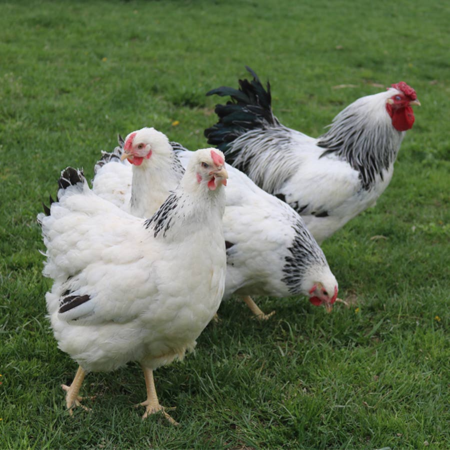 Columbian Wyandottes are a dual purpose meat / egg layer bird