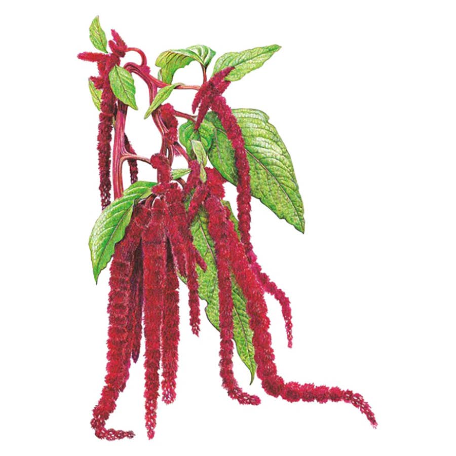 Botanical Interests Love-Lies-Bleeding Amaranth Seeds - Thumbnail 3