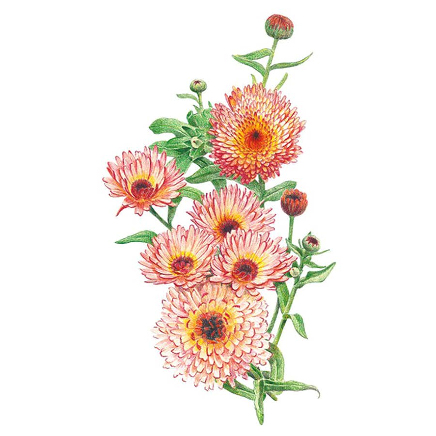 Zeolights Calendula (Pot Marigold) Seeds