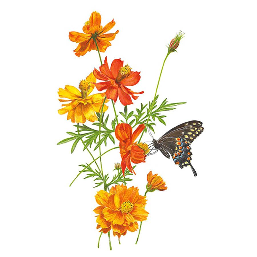 Botanical Interests Bright Lights Blend Cosmos Seeds