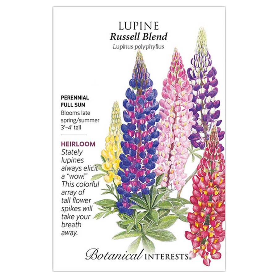 Botanical Interests Russell Blend Lupine Seeds - Thumbnail 5