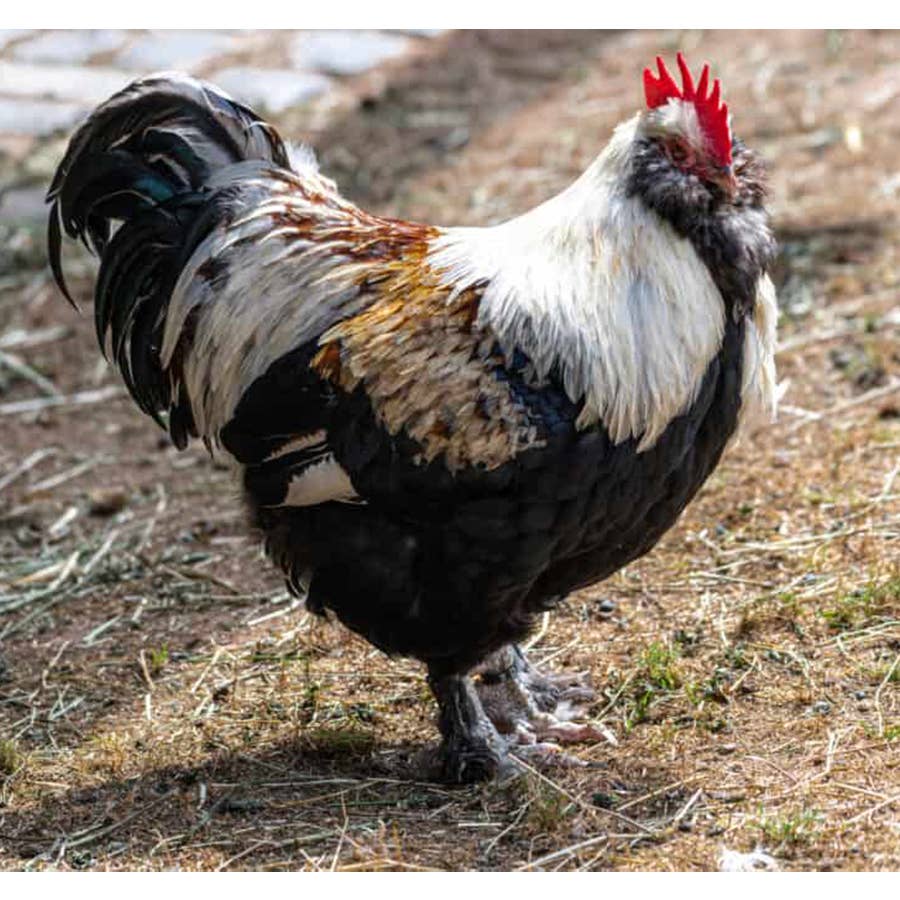 Red Orpington — Kammerer Heritage Farm, image size:900x900