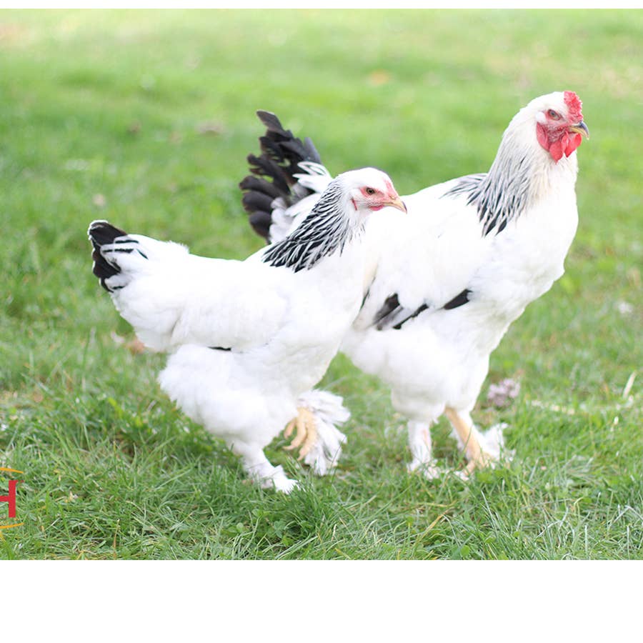Brahma Jersey Giant Chicken lupon.gov.ph