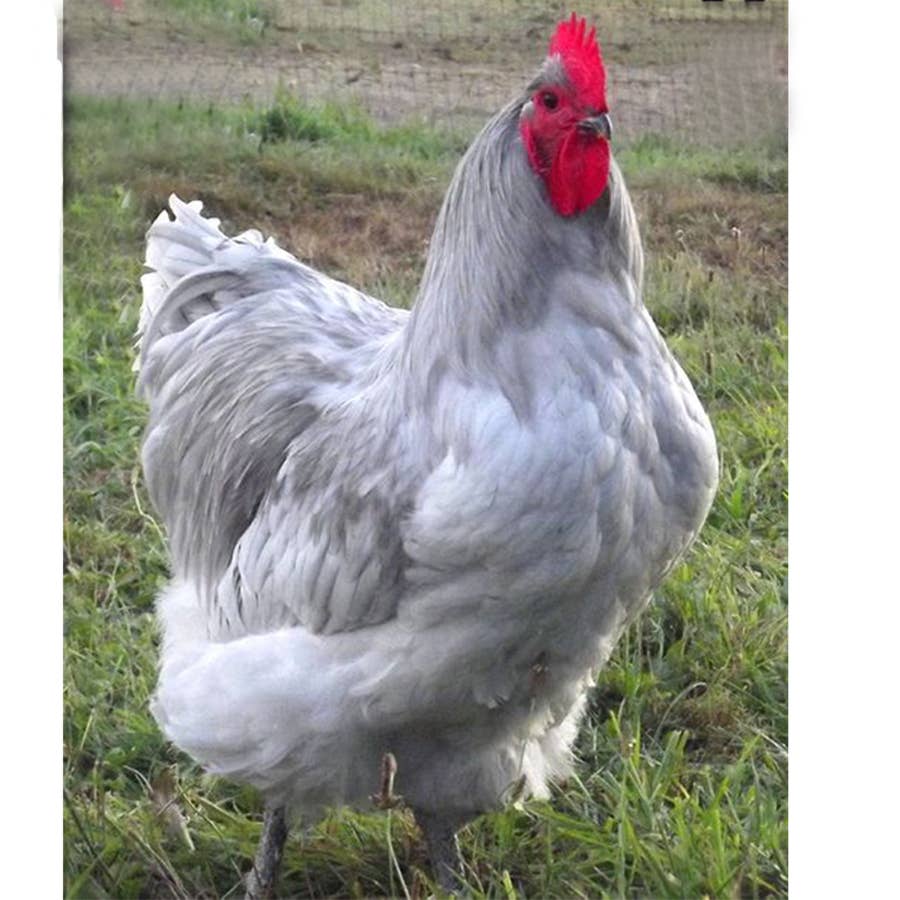 Buff Orpington - Rooster, image size:900x900