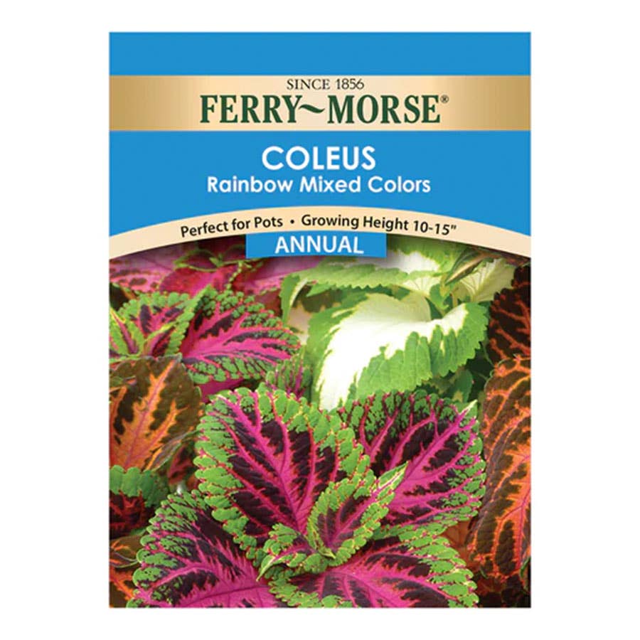 FerryMorse Coleus Rainbow MC