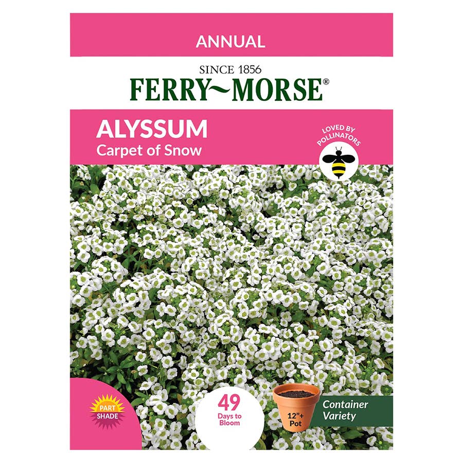 Ferry-Morse Alyssum - Thumbnail 5