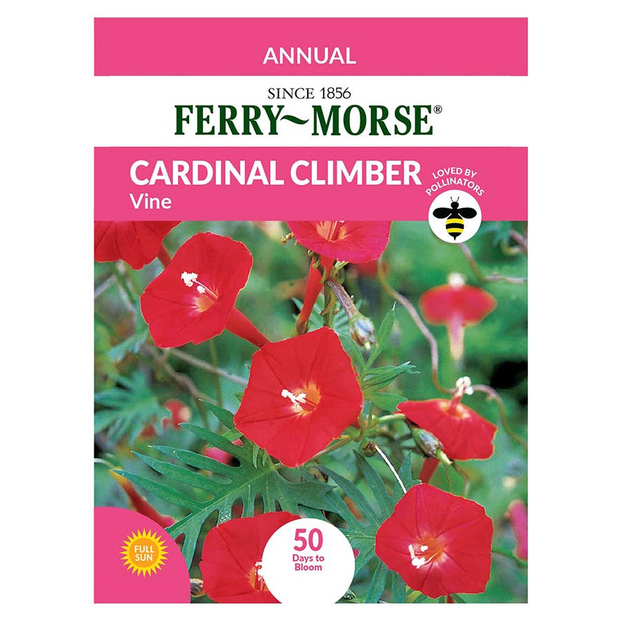 FerryMorse Cardinal Climber Vine Seeds