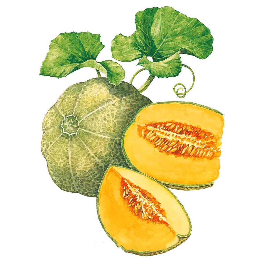 Botanical Interests Minnesota Midget Cantaloupe Seeds - Thumbnail 2
