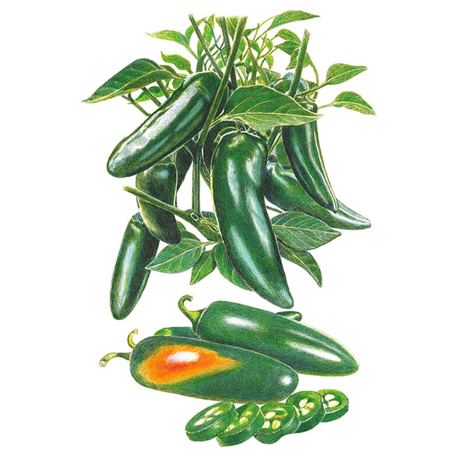 betel leaf plant online Betel (paan) – Plant Club main image 0