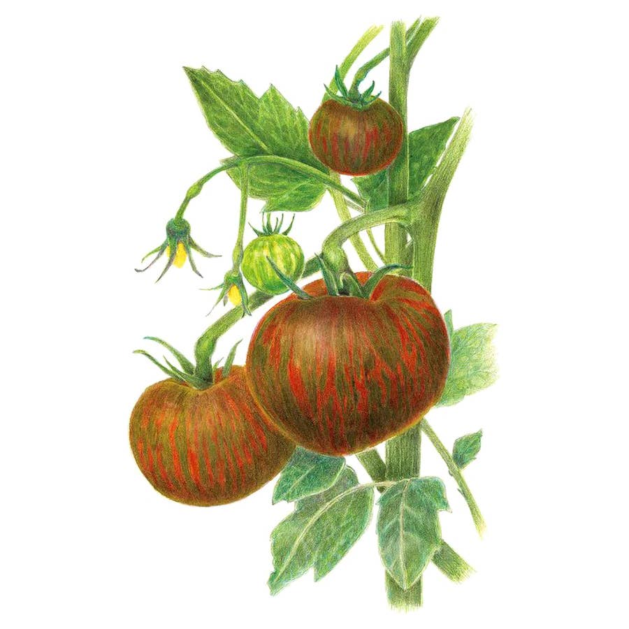 トマトページ Botanical Interests Beefy Purple Bush Tomato Seeds