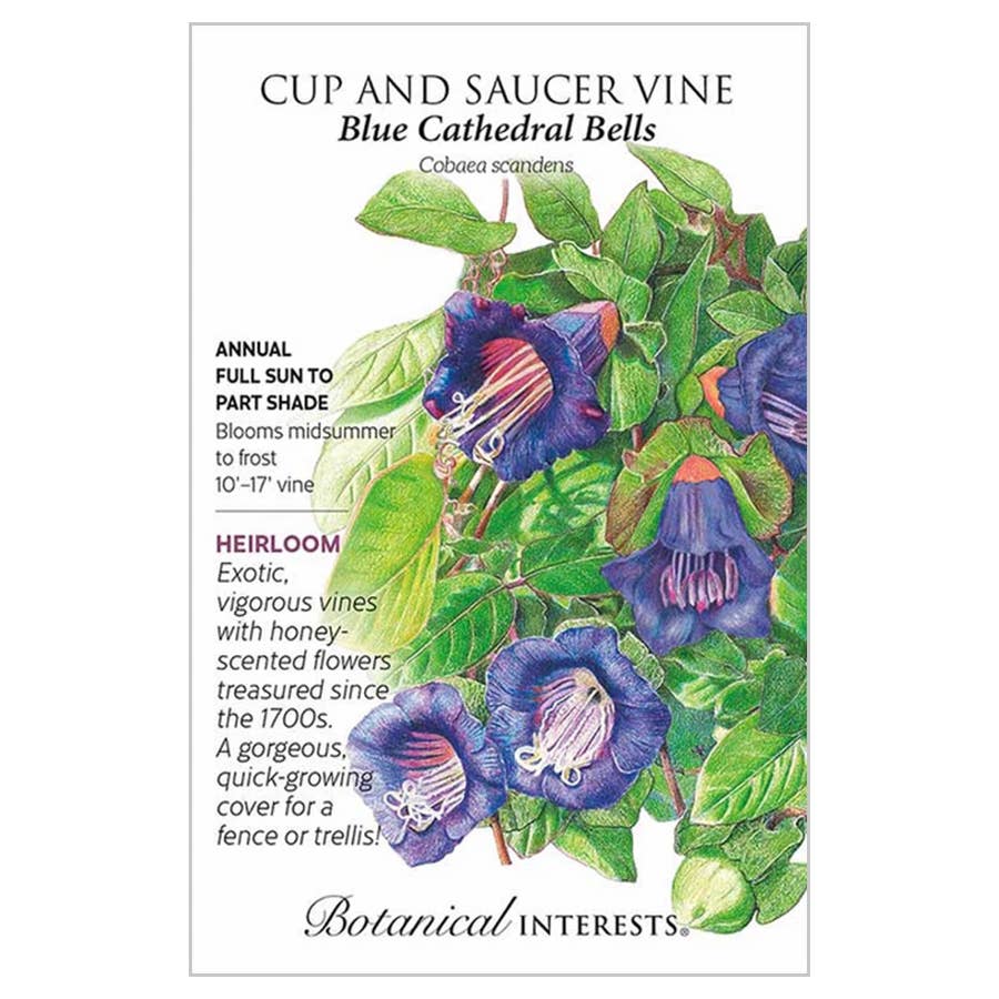 Botanical Interests Cup and Saucer Vine Flower Seed