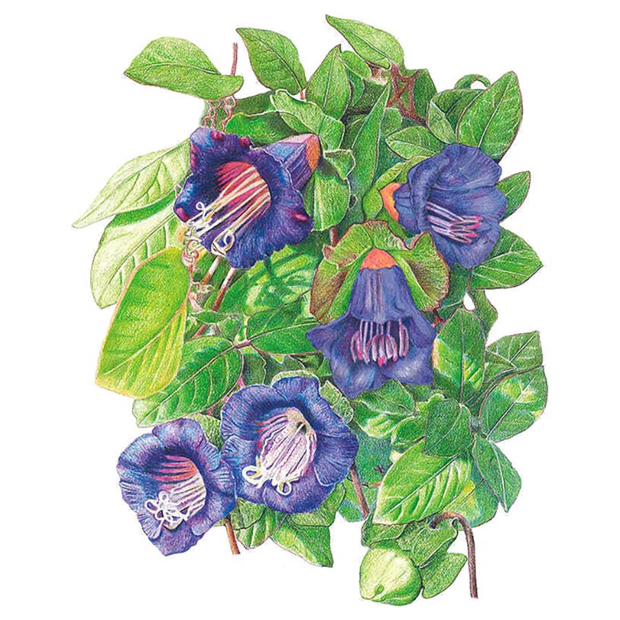 Botanical Interests Cup and Saucer Vine Flower Seed - Thumbnail 2