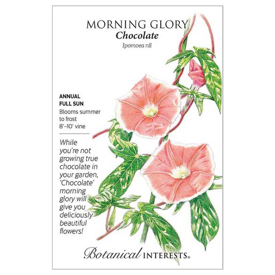 Botanical Interests Chocolate Morning Glory Seeds