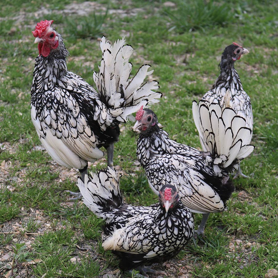 Bantam Silver Sebright