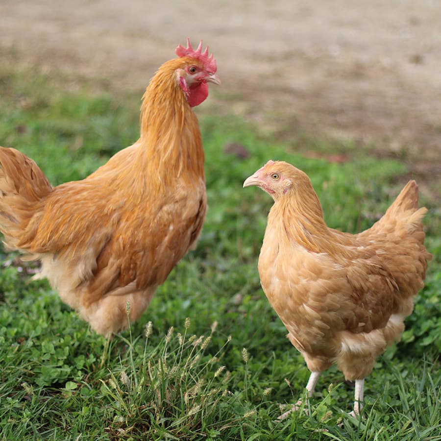 Blue Laced Silver Wyandotte or Orpington? | Page 5 | BackYard Chickens -  Learn How to Raise Chickens, image size:900x900