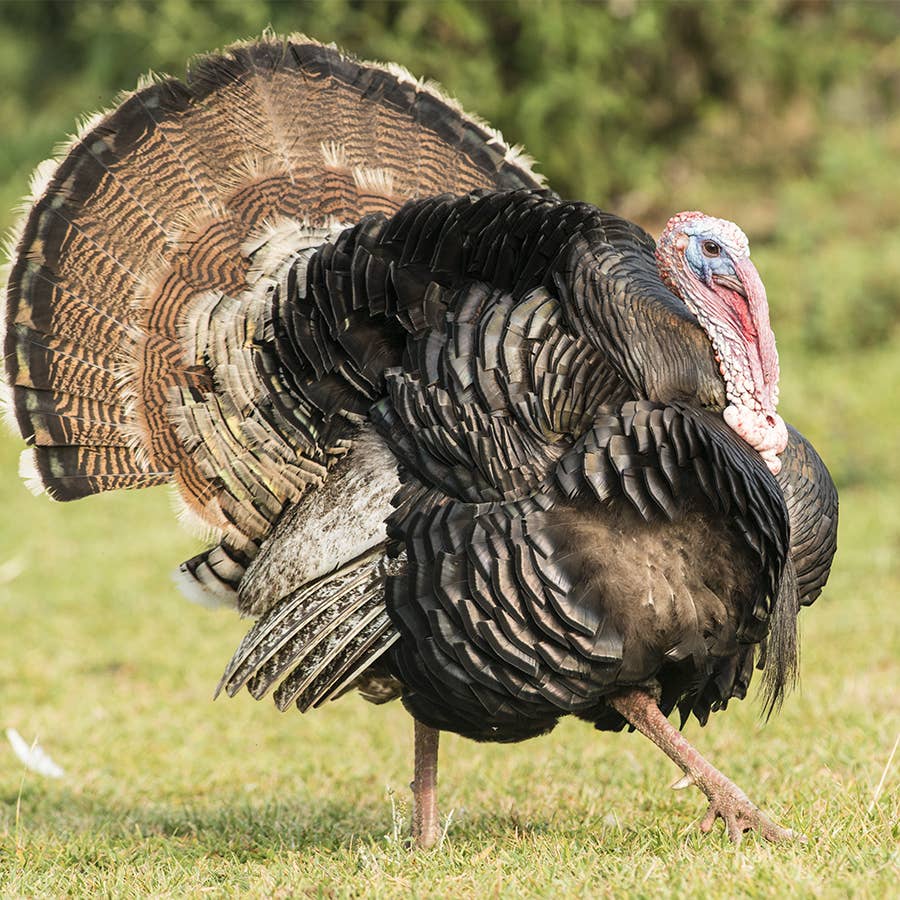 Bronze Turkey