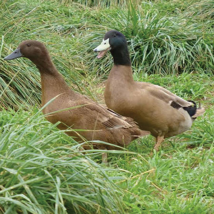 Khaki Campbell Duck