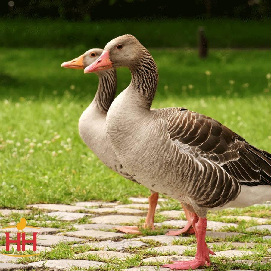 Grey Tolouse Goose