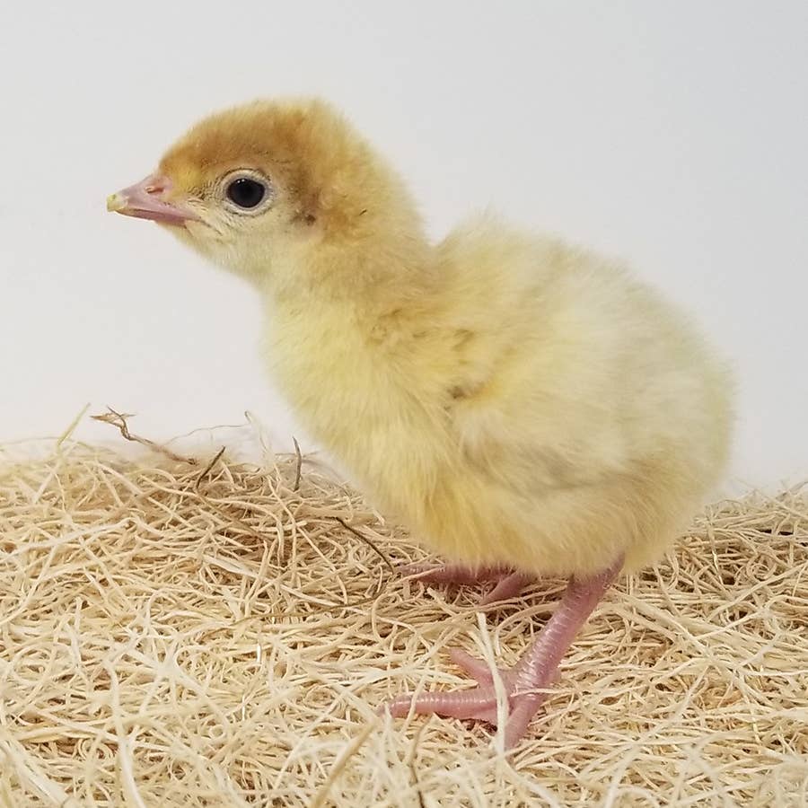 TUKI type3レアモデル　ファインドリル　オフホワイト Broad Breast White Turkey