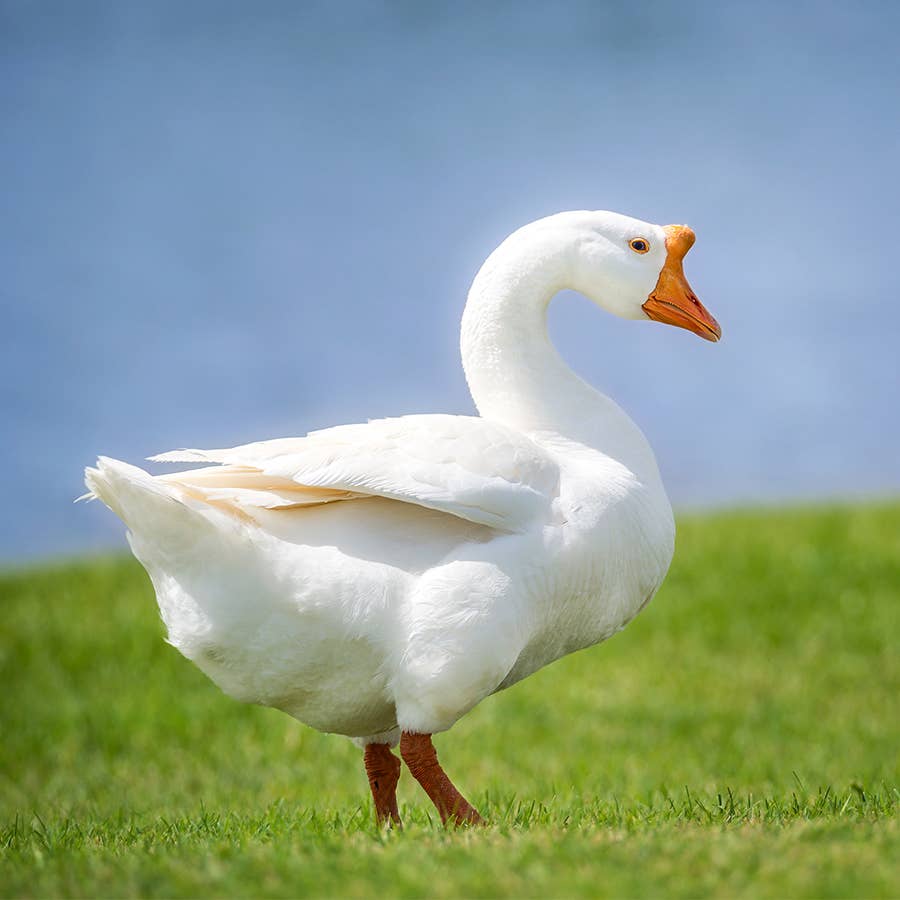 White Chinese Goose