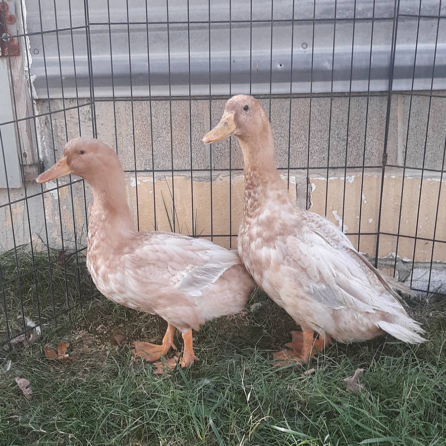 Orpington Chickens [Everything you Want to Know Answered] -, image size:900x900